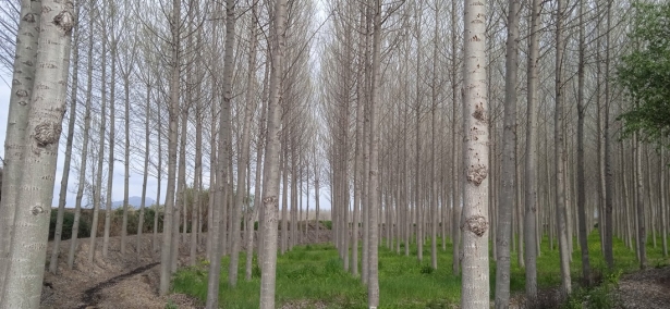 Choperas de Valderrubio (CONSUELO VALLEJO)