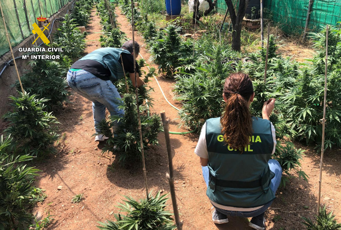 Aprehensión de plantas de marihuana en una finca de Vélez de Benaudalla (GUARDIA CIVIL)
