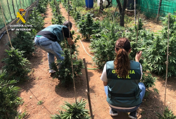 Aprehensión de plantas de marihuana en una finca de Vélez de Benaudalla (GUARDIA CIVIL)