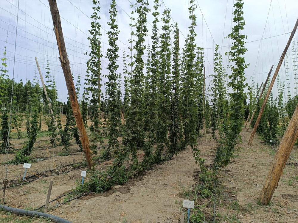 Cultivo de lupulo (JUNTA)