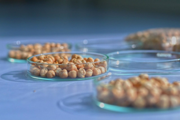 Garbanzos, en una imagen de archivo (EUROPA PRESS) Garbanzos, en una imagen de archivo (EUROPA PRESS)