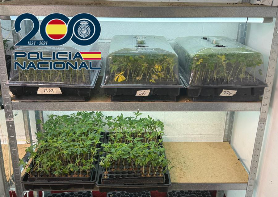 Marihuana incautada (POLICÍA NACIONAL)