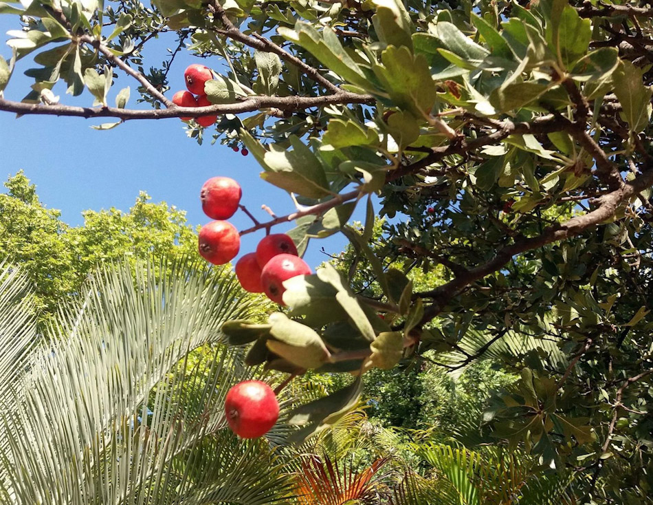 Acerolo, en imagen de archivo (AYUNTAMIENTO DE MÁLAGA)