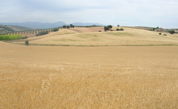 Campo de cereal - (ASAJA)