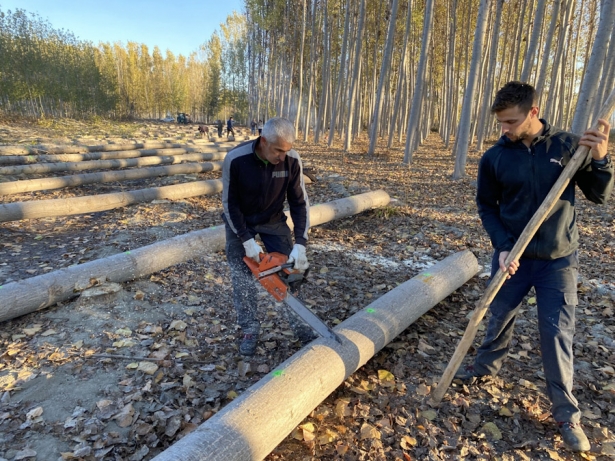 Corta en una chopera de Granada (JORGE R. PUCHE).