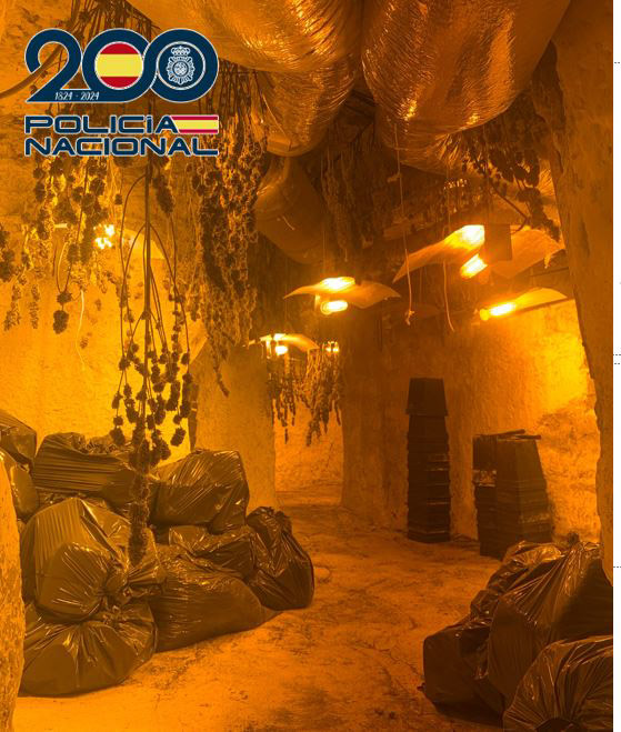 Plantación desarticulada (POLICÍA NACIONAL)