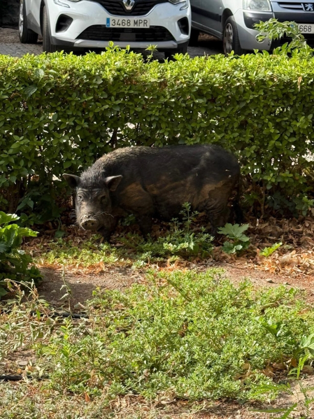 Imagen del jabalí -vietnamita (AYTO. GRANADA) Imagen del jabalí -vietnamita (AYTO. GRANADA)