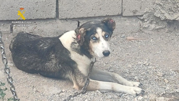 Uno de los animales encontrados en la finca (GUARDIA CIVIL)