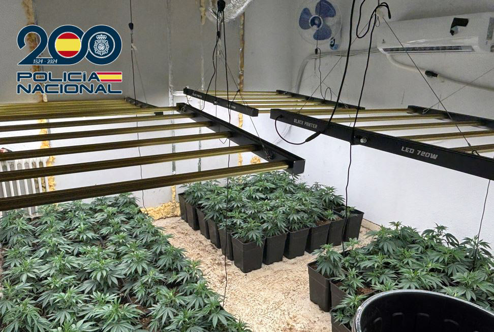 Plantación de marihuana (POLICÍA NACIONAL)
