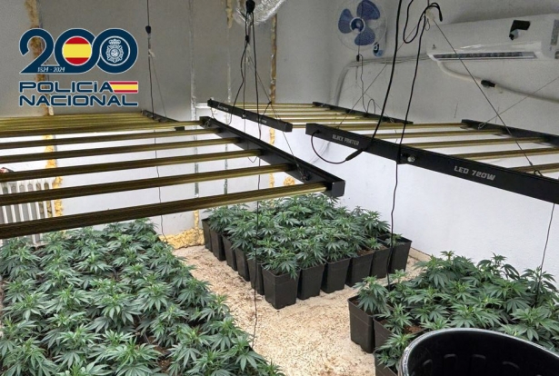 Plantación de marihuana (POLICÍA NACIONAL)