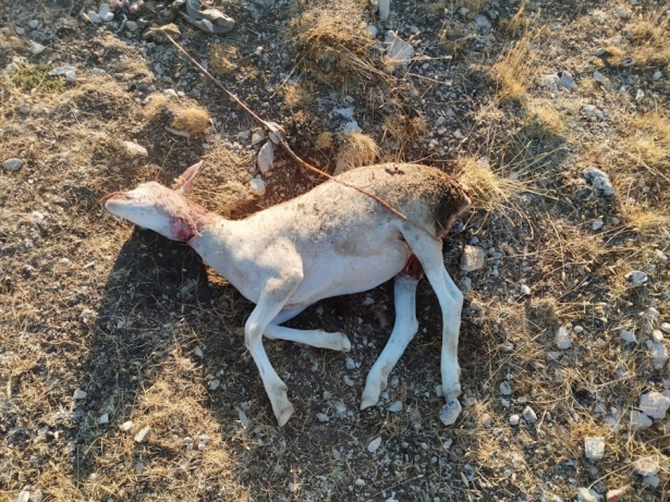 Oveja herida tras el ataque de un zorro en el Altiplano de Granada (COAG) Oveja herida tras el ataque de un zorro en el Altiplano de Granada (COAG)