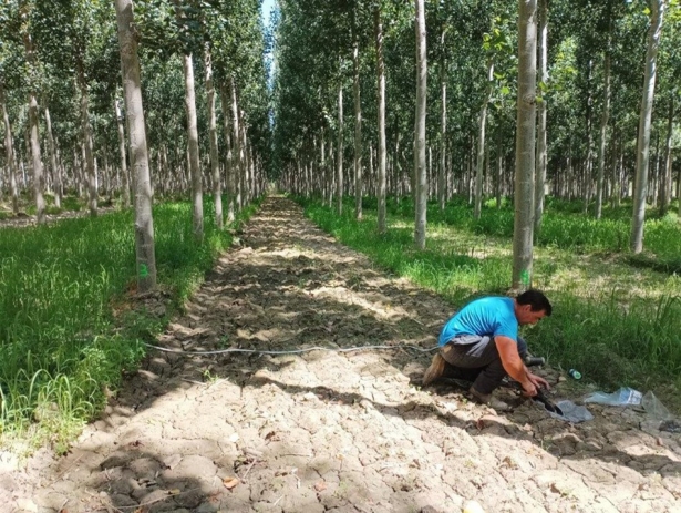 Estudio de choperas (LIFE WOOD FOR FUTURE)