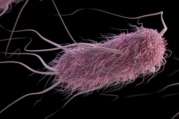  E. Coli, escherichia coli (ALISSA ECKERT AND JENNIFER OOSTHUIZEN/CDC)