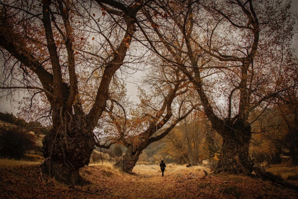 (CAJA RURAL) (CAJA RURAL)