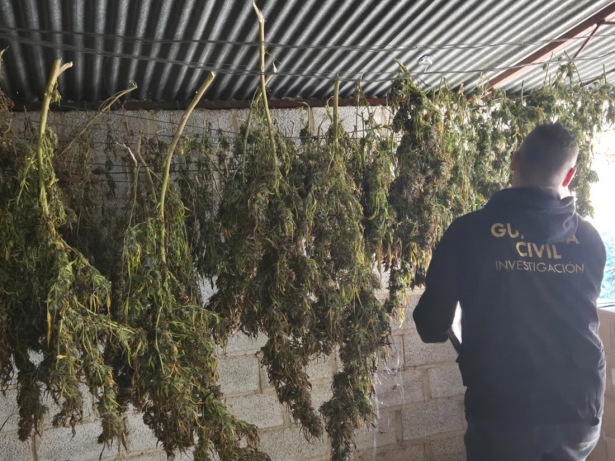 Actuación de la Guardia Civil contra el cultivo de marihuana (GUARDIA CIVIL)
