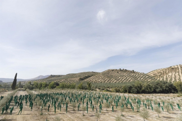 Olivar en el entorno metropolitano de Granada (ÁLEX CÁMARA - EUROPA PRESS)