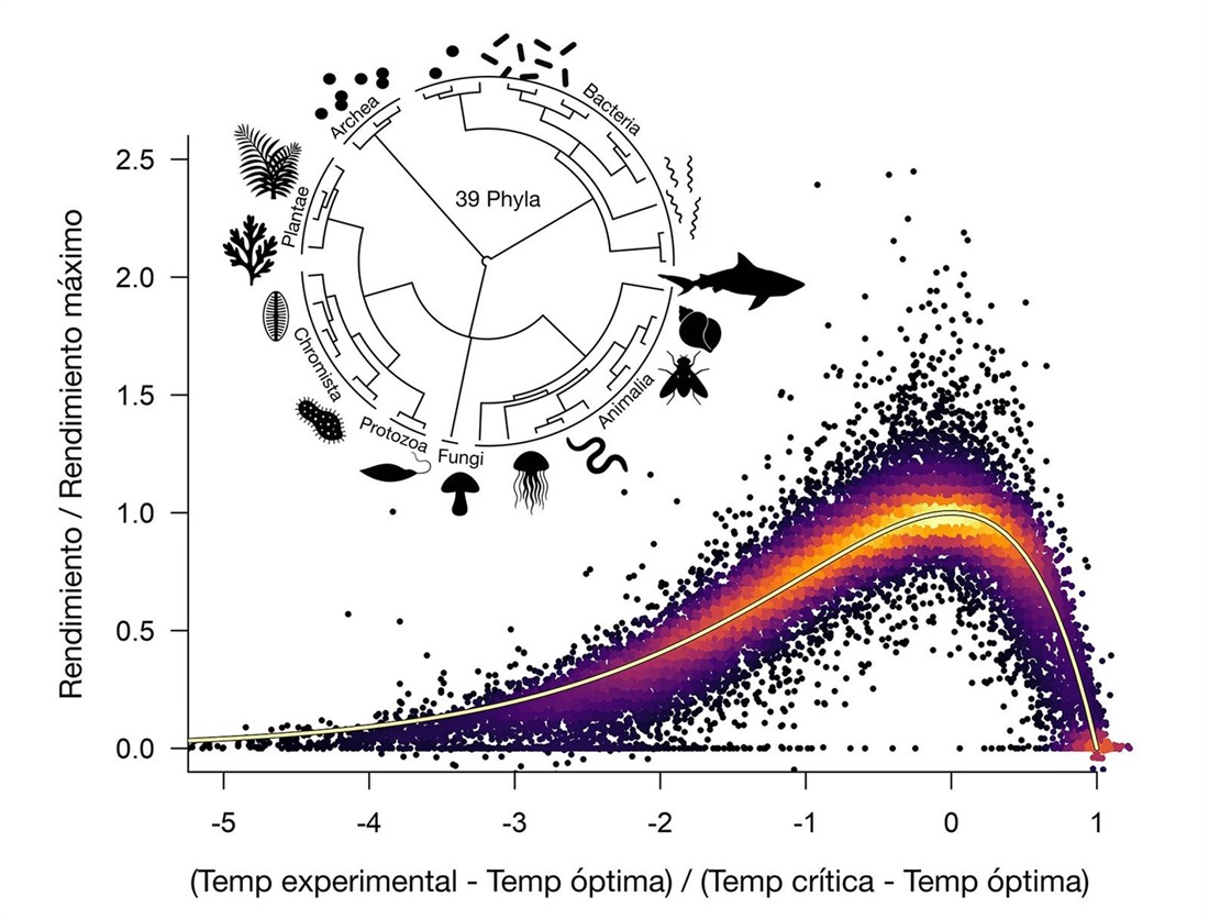 La Curva Universal de Rendimiento Térmico (UTPC) sintetiza el rendimiento biológico en todo el árbol de la vida. (UGR)