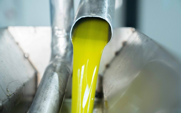 Inicio de la campaña oleicola (MONTES DE GRANADA)