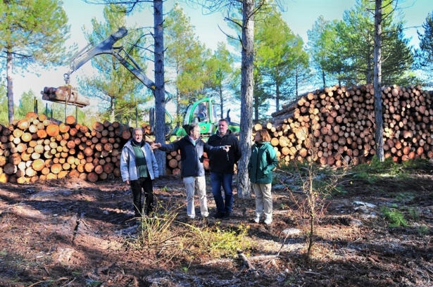 La Junta inicia tratamientos selvícolas en el monte público Puerto de la Mora (JUNTA DE ANDALUCÍA)