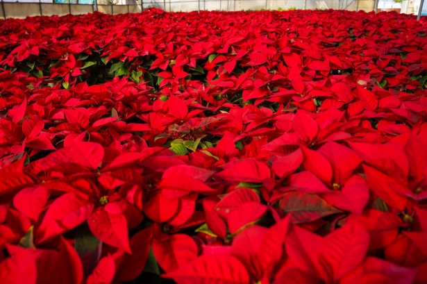 Pascueros (AYTO. MOTRIL)