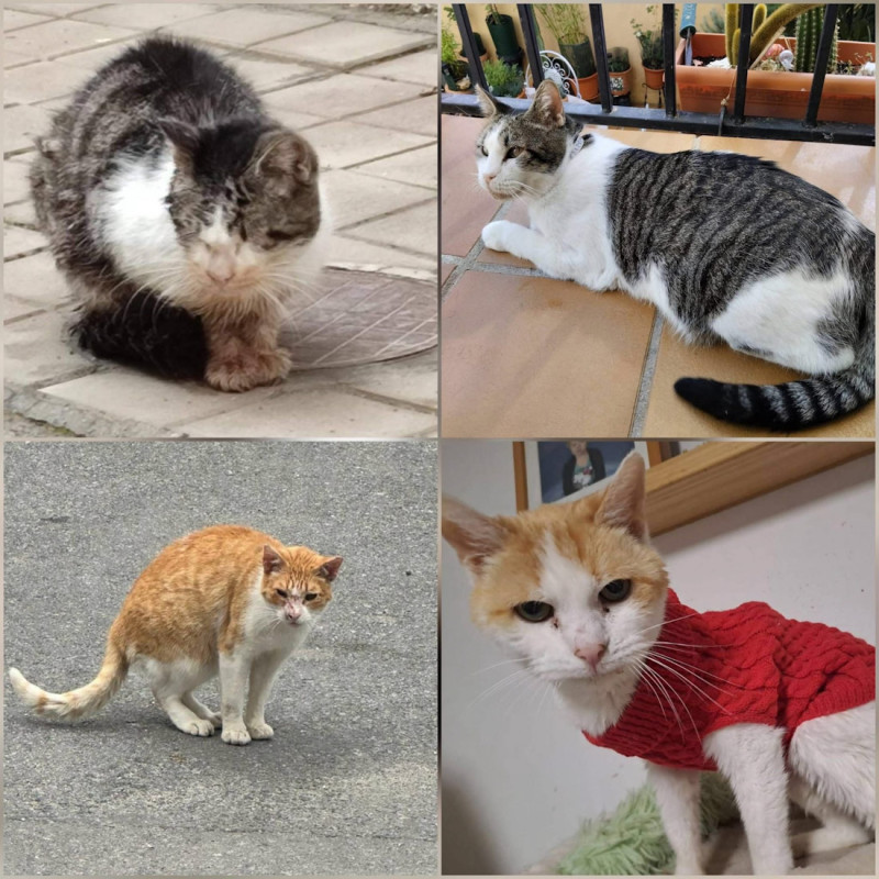 (AYTO. CÚLLAR VEGA)