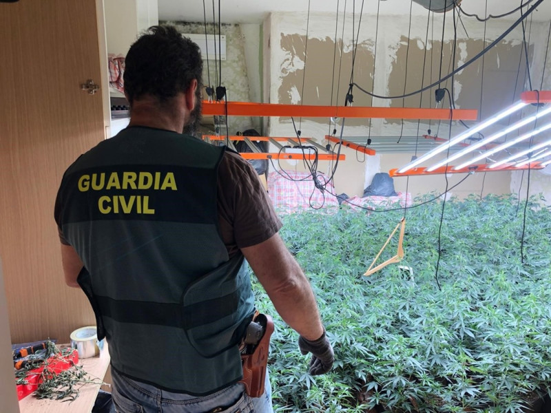 Agente de la Guardia Civil ante una plantación de marihuana en la operación contra la defraudación de fluido eléctrico en Deifontes (GUARDIA CIVIL)