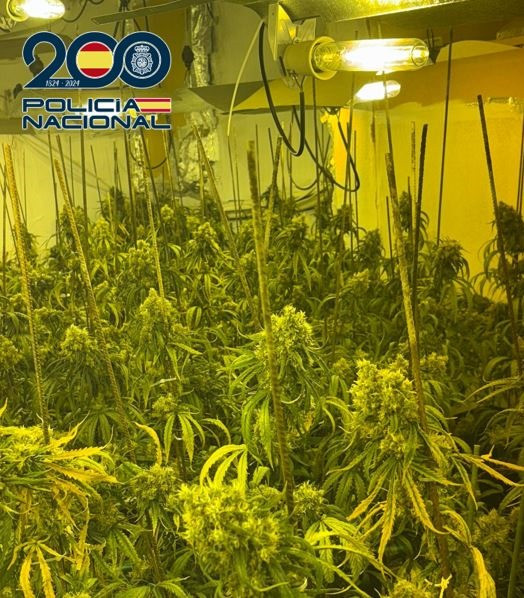 Plantas de marihuana (POLICIA NACIONAL)