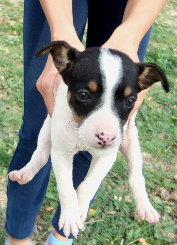 Imagen de archivo de un perro (EUROPA PRESS) Imagen de archivo de un perro (EUROPA PRESS)