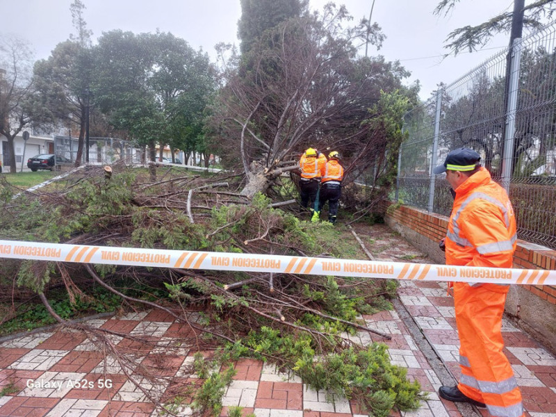 Árbol caído en Albolote (ALBOLOTE INFORMACIÓN) Árbol caído en Albolote (ALBOLOTE INFORMACIÓN)