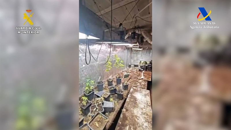 Zulo con marihuana en Vegas del Genil (GUARDIA CIVIL)