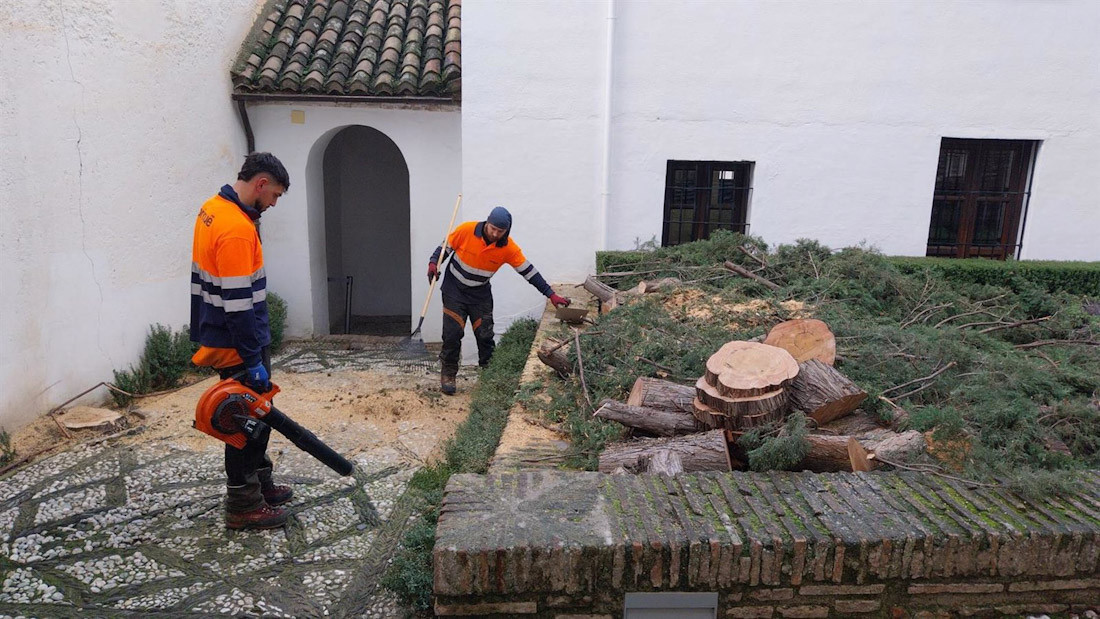 Intervención para evitar la caída de un ciprés en el Palacio de Dar al-Horra (PATRONATO DE LA ALHAMBRA Y GENERALIFE)