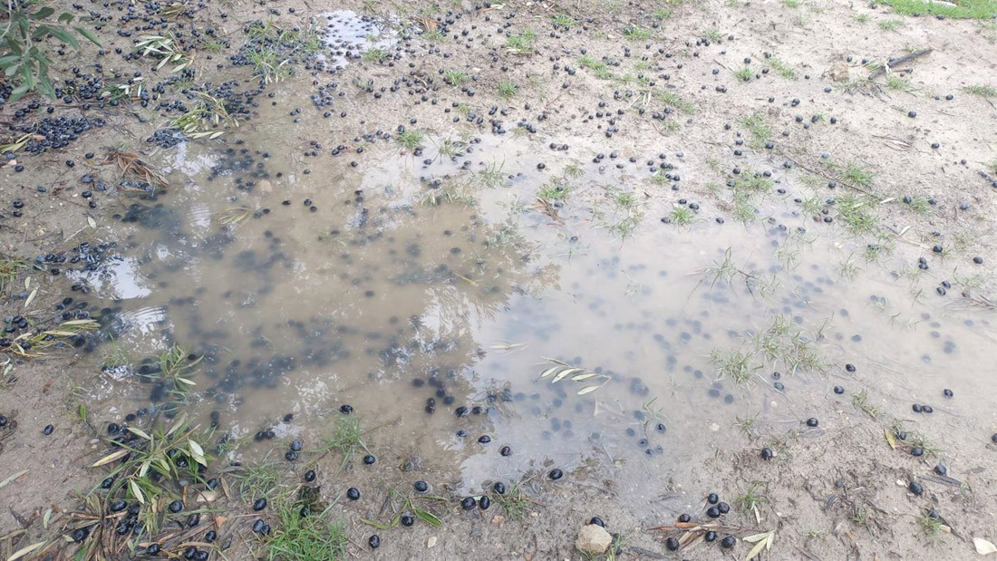 Aceituna en el suelo en la provincia de Granada (COAG)