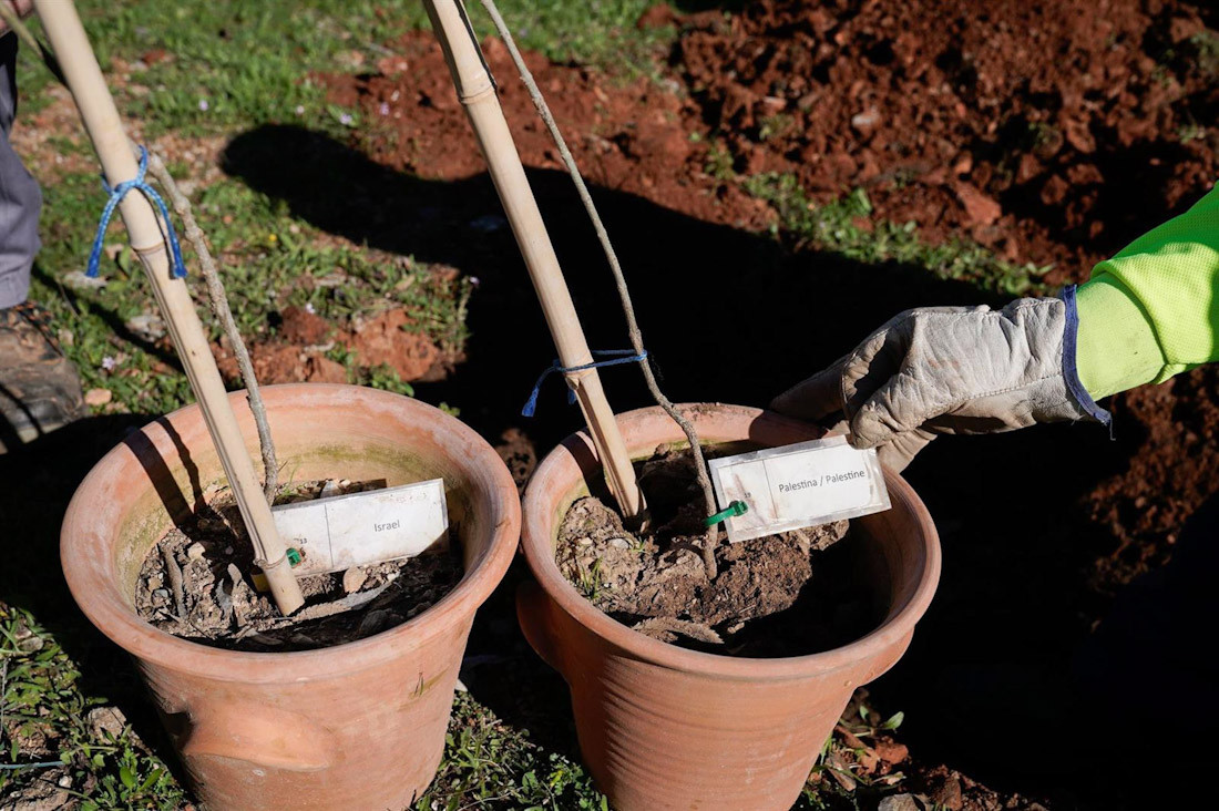 Olivos de Palestina e Israel para el Jardín de la Paz (PATRONATO DE LA ALHAMBRA Y GENERALIFE)