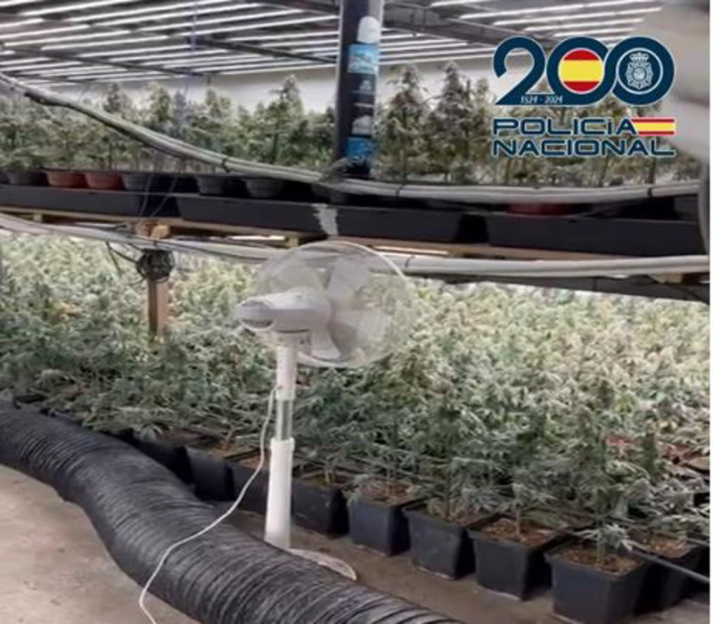 Plantas de marihuna en una nave de la zona Norte de Granada (POLICÍA NACIONAL)
