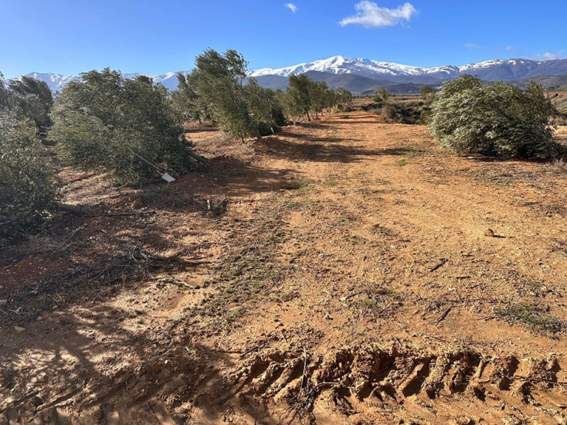 Olivos tumbados por el viento en Guadix (ASAJA)