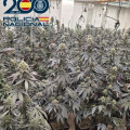 Plantas de Marihuana (POLICA NACIONAL)