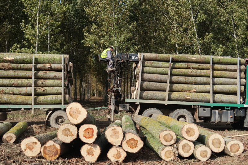 Madera de chopo (PROYECTO CHOPO)