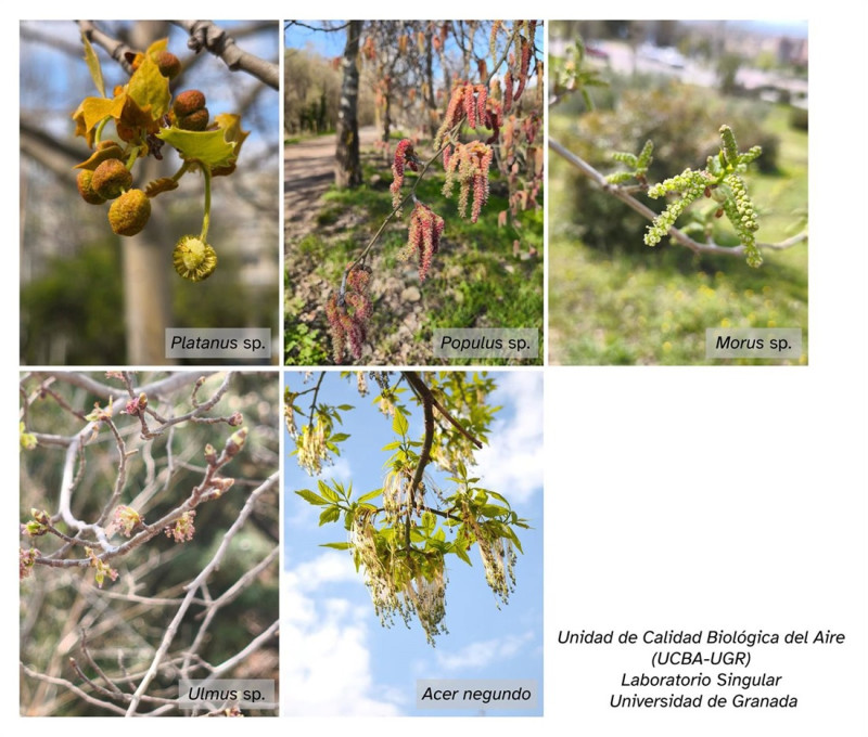 La Unidad de Calidad Biológica del Aire (UCBA-UGR) da por finalizada la polinización de ciprés y alerta de niveles altos de plátano de sombra durante la próxima Semana Santa (UGR)