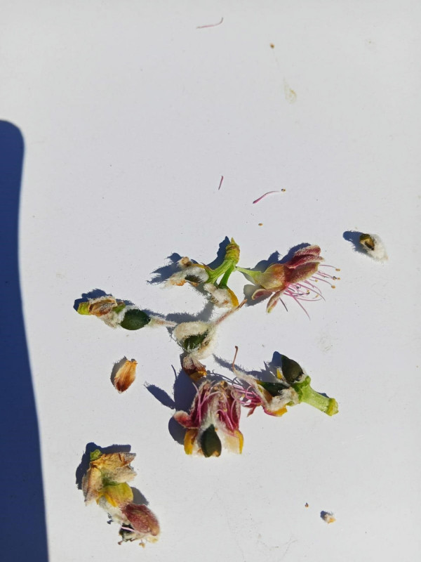 Las heladas tardías arrasan el almendro en el Altiplano de Granada y provocan pérdidas de hasta el 100% de la cosecha