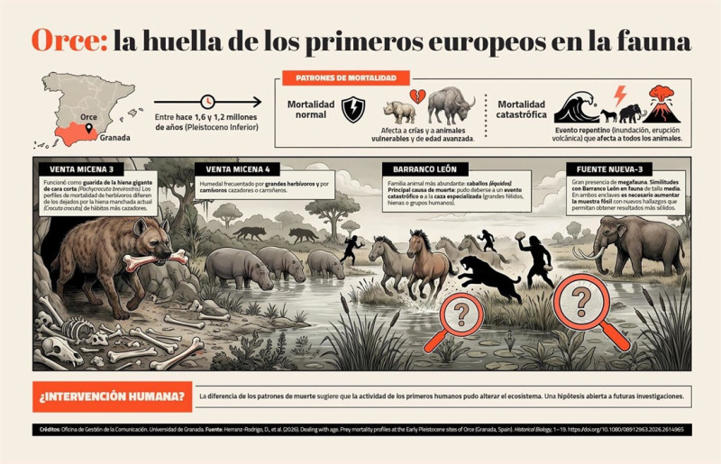 Infografia de Orce, la huella de los primeros europeos en la fauna (UNIVERSIDAD DE GRANADA) Infografia de Orce, la huella de los primeros europeos en la fauna (UNIVERSIDAD DE GRANADA)