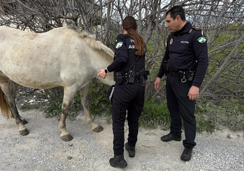 Un caballo que escapó de su dueño en un descuido ha irrumpido en las calles de la ciudad granadina de Armilla circulando entre los coches para finalmente ser reconducido y controlado por la Policía Local (POLICÍA LOCAL DE ARMILLA)