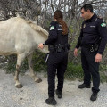 Un caballo que escapó de su dueño en un descuido ha irrumpido en las calles de la ciudad granadina de Armilla circulando entre los coches para finalmente ser reconducido y controlado por la Policía Local (POLICÍA LOCAL DE ARMILLA)
