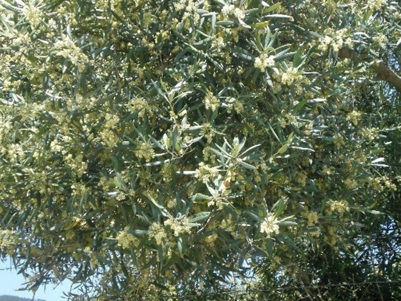 Olivo en floración (JUNTA DE ANDALUCÍA )