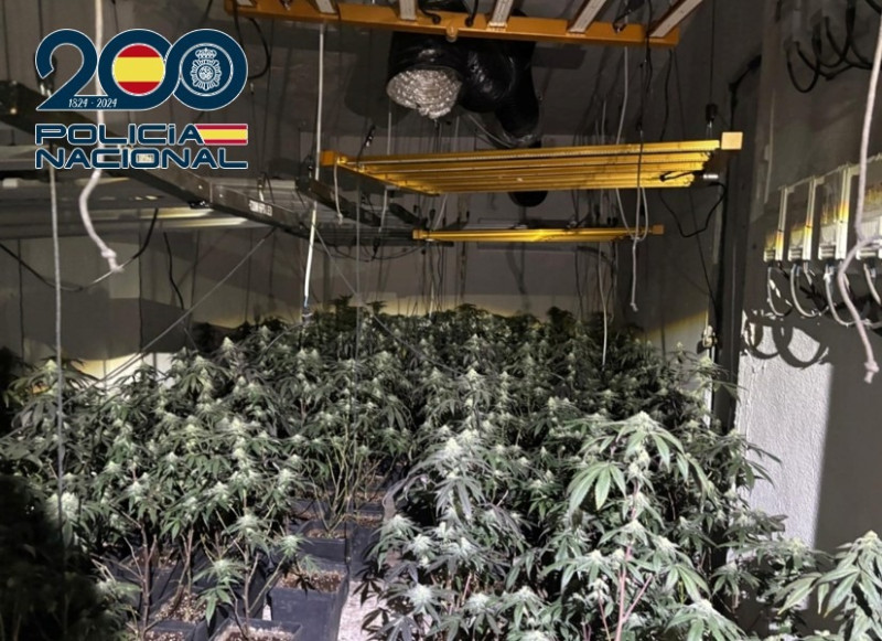 Plantación de Marihuana (POLICIA NACIONAL) Plantación de Marihuana (POLICIA NACIONAL)