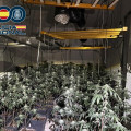 Plantación de Marihuana (POLICIA NACIONAL)