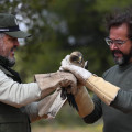 Suelta del Águila Calzada (JUNTA)