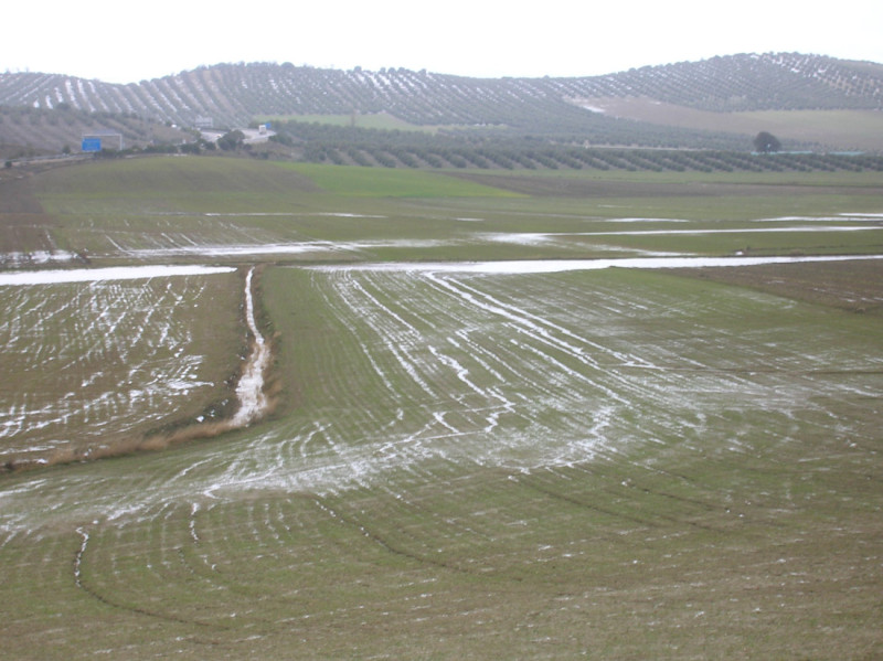 (ASAJA GRANADA) (ASAJA GRANADA)