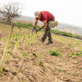 Recogida del esparrago verde (FAECA)