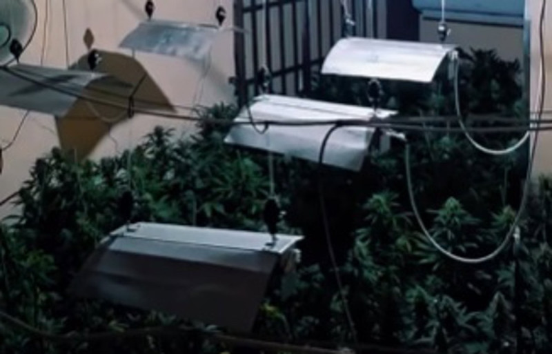 Plantas de marihuana intervenidas en una vivienda del Sacromonte, en Granada (POLICIA LOCAL DE GRANADA) Plantas de marihuana intervenidas en una vivienda del Sacromonte, en Granada (POLICIA LOCAL DE GRANADA)