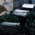 Plantas de marihuana intervenidas en una vivienda del Sacromonte, en Granada (POLICIA LOCAL DE GRANADA)